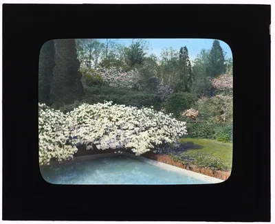 ["Old Acres," Robert Low Bacon house, Old Westbury, New York. Azaleas…, Westbury, Nassau County, New York, 1921