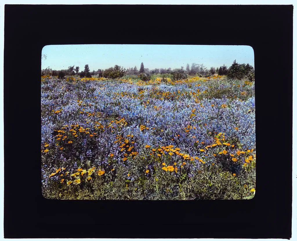 [Field of poppies and lupin, California], 1917