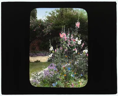 [George Warrington Curtis house, Southampton, New York. Hollyhock…, New York, Southampton, 1914