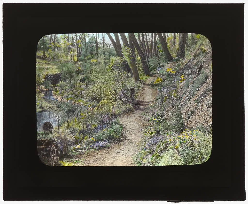 [Unidentified garden or park. Woodland pathway], 1920