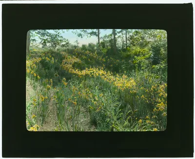 [Dr. Charles William Richardson house, Chevy Chase, Washington, D.C.…, Washington D.C., 1921