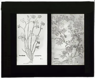 [Reproduction of print showing  Basil-thyme and red bryony], 1915