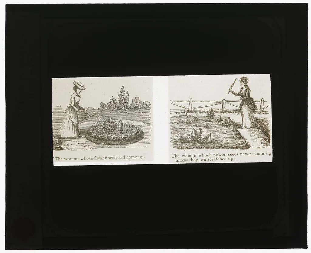 [Reproduction of illustrations showing women and flower seeds], 1915