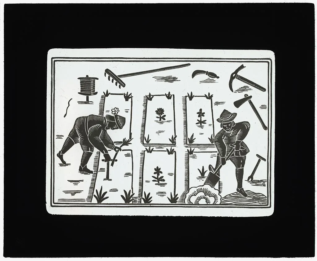 [Reproduction of print showing Raised Beds and Sparce Planting], 1915