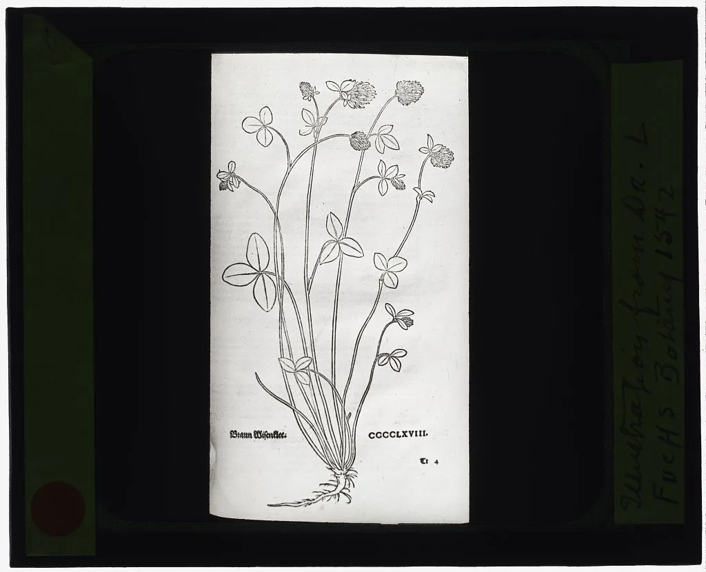 [Reproduction of print showing Basil-thyme], 1915