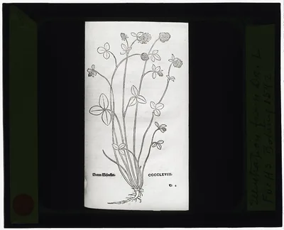 [Reproduction of print showing Basil-thyme], 1915