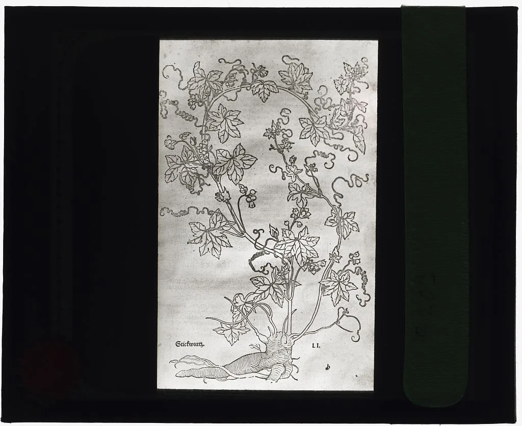 [Reproduction of print showing Red  bryony], 1915