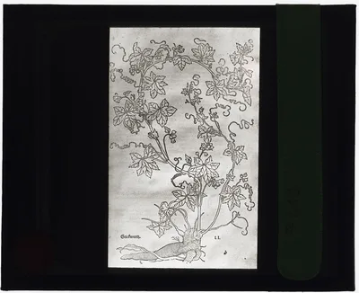 [Reproduction of print showing Red  bryony], 1915