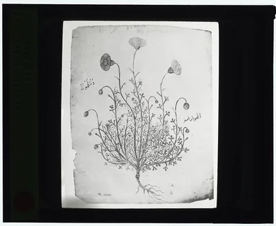 [Reproduction of illustration showing a carnation], 1915