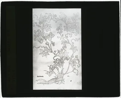 [Reproduction of print showing Red  bryony], 1915