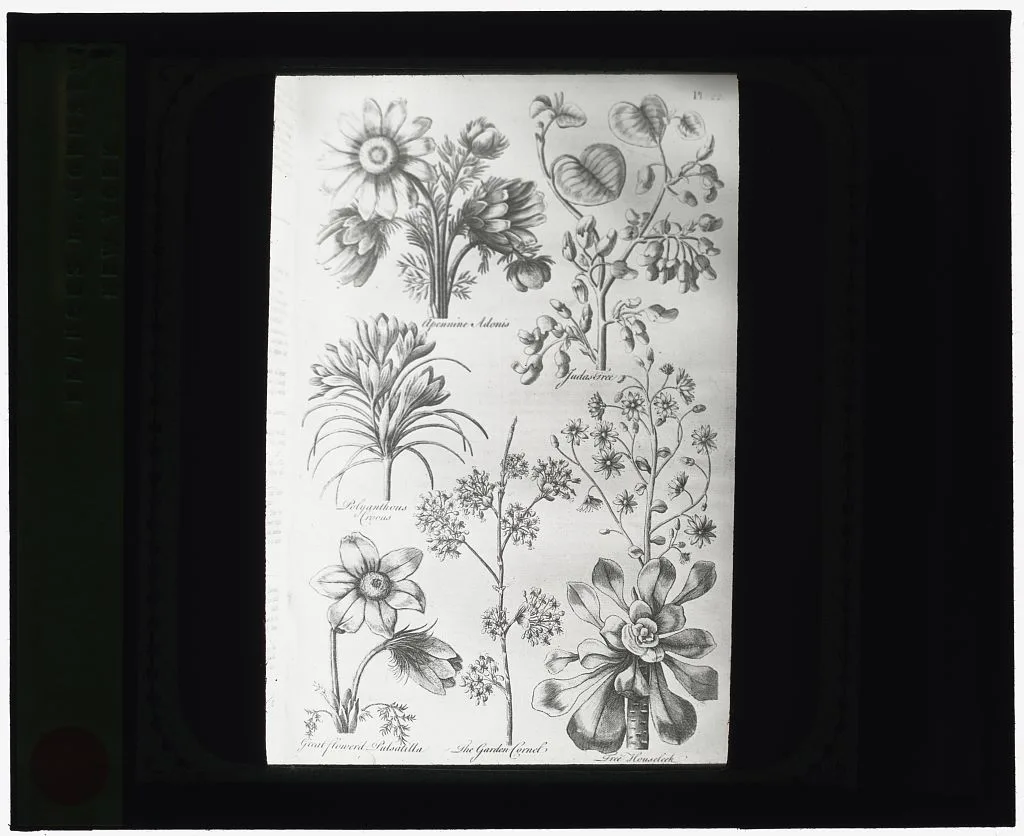 [Reproduction of print showing Flowers], 1915