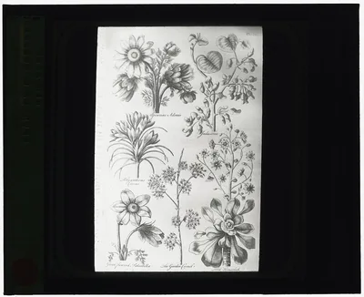 [Reproduction of print showing Flowers], 1915