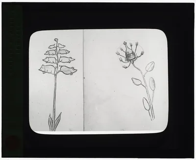 [Reproduction of illustrations: "Piggiwiggia Pyramadalis" and…, 1915
