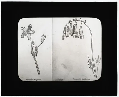 [Reproduction of illustrations: "Pollybirida Singularis" and…, 1915