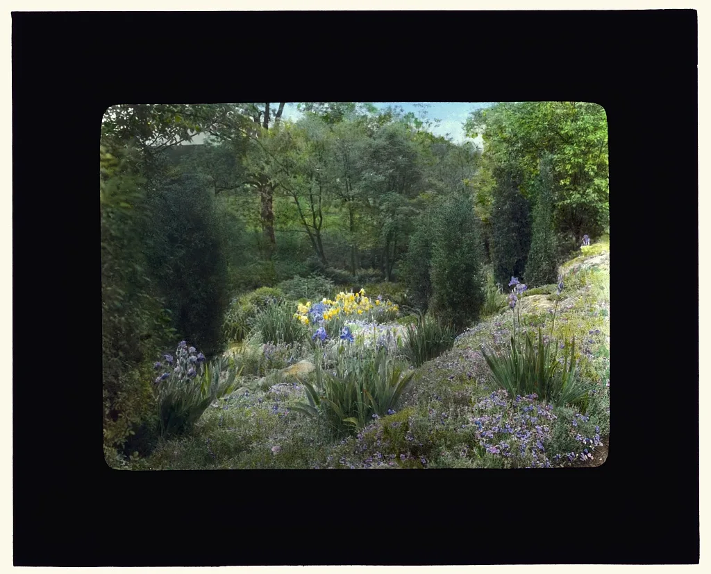 [Graham Nichols house, Greenwich, Connecticut. Iris and daffodil in…, 1917