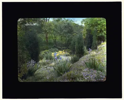 [Graham Nichols house, Greenwich, Connecticut. Iris and daffodil in…, 1917