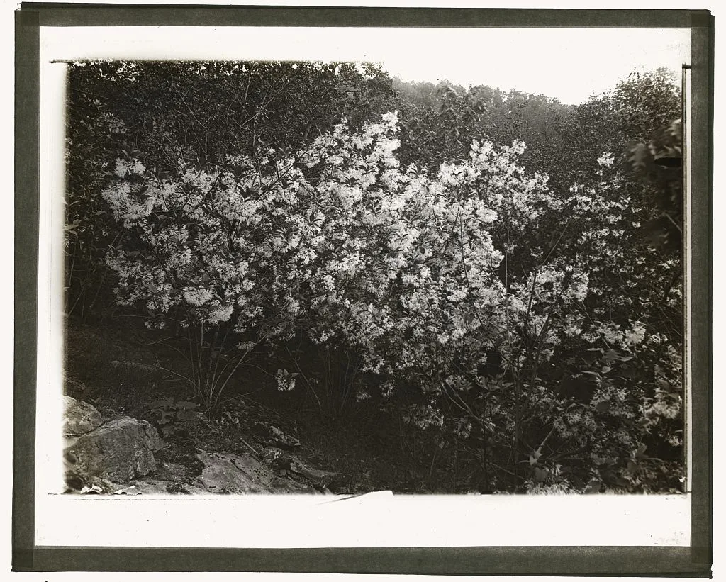 [Flowering plant], 1915