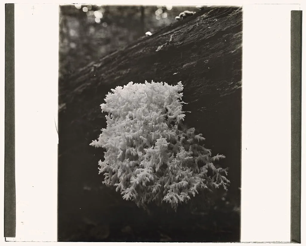 [Coral mushroom (romaria)], 1910
