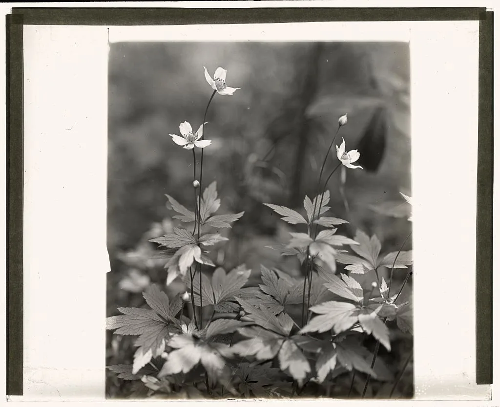 [Wood anemone], 1915