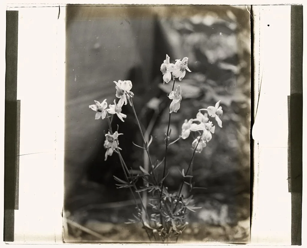 [Larkspur (delphinium)], 1915