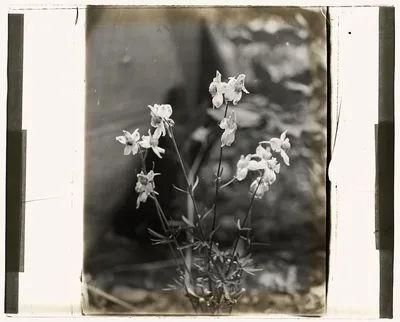 [Larkspur (delphinium)], 1915