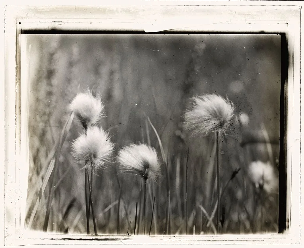 [Wildflowers], 1915