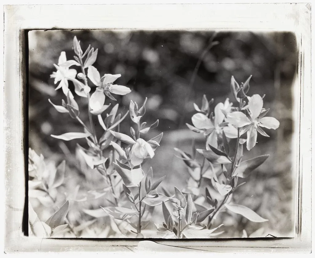 [Wildflowers in bloom], 1915