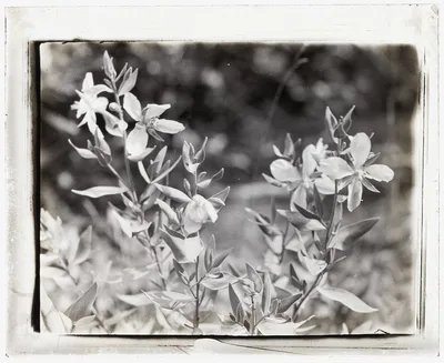 [Wildflowers in bloom], 1915