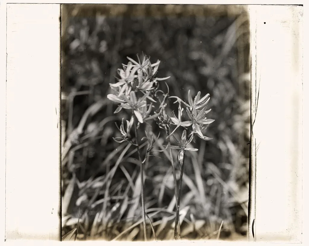 [Wildflowers in bloom], 1915