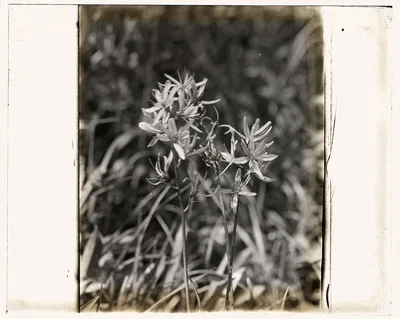 [Wildflowers in bloom], 1915
