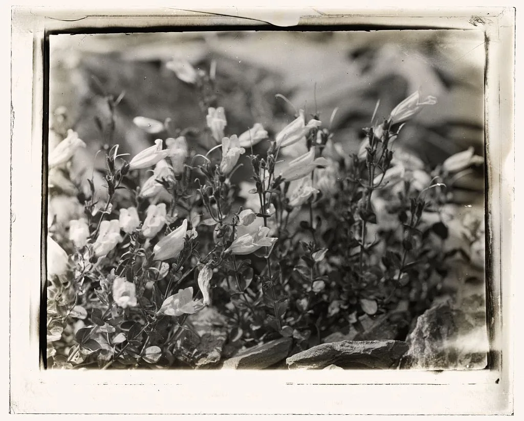 [Bell Flower (campanula)], 1915