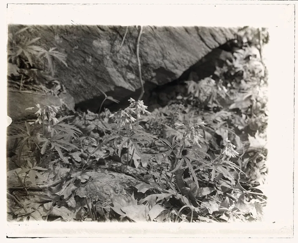 [Wildflowers in bloom], 1915