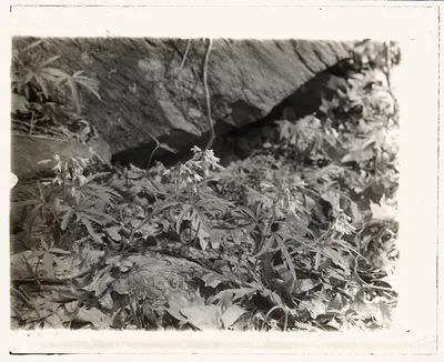 [Wildflowers in bloom], 1915