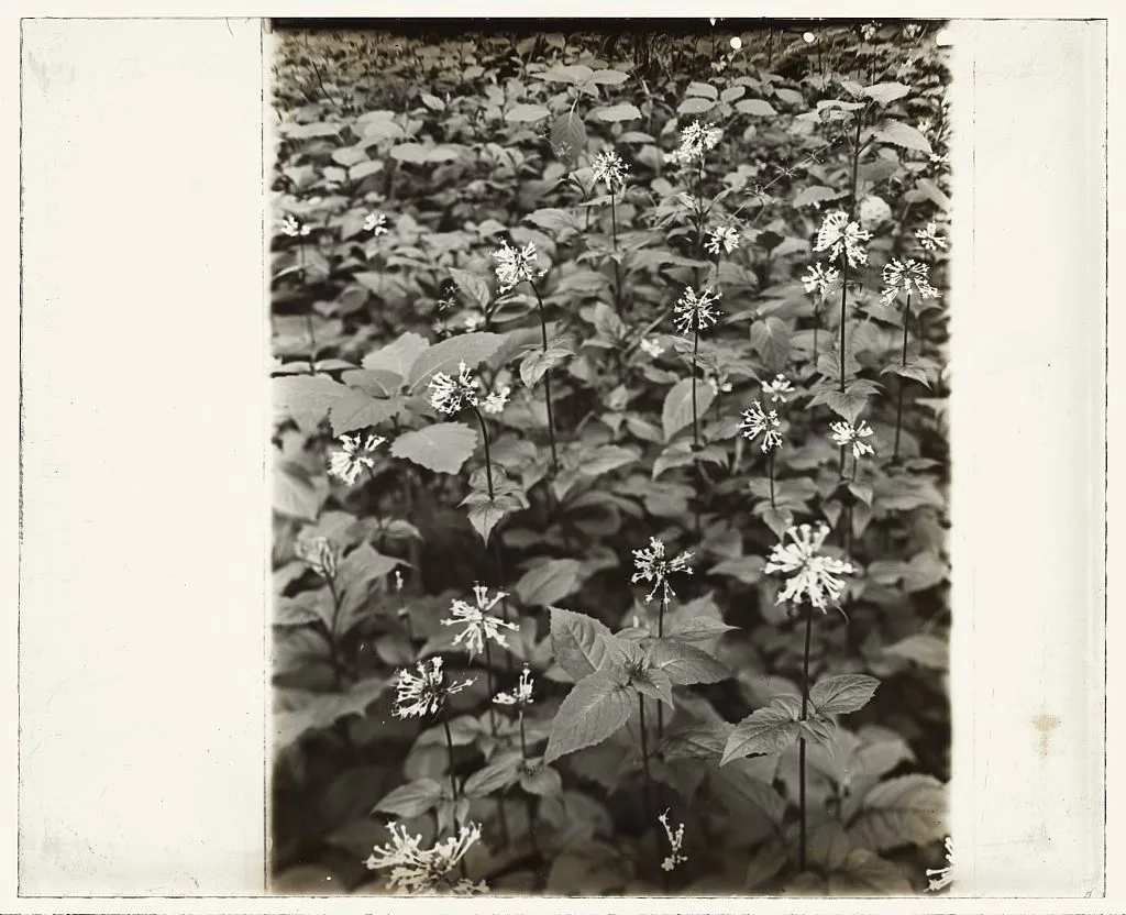 [Wildflowers in bloom], 1915