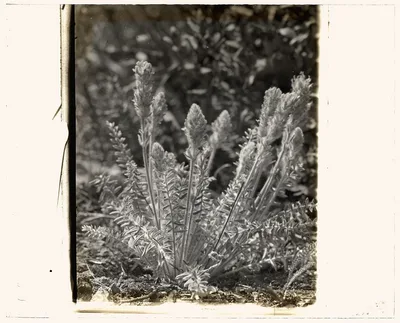 [Wildflowers in bloom], 1915