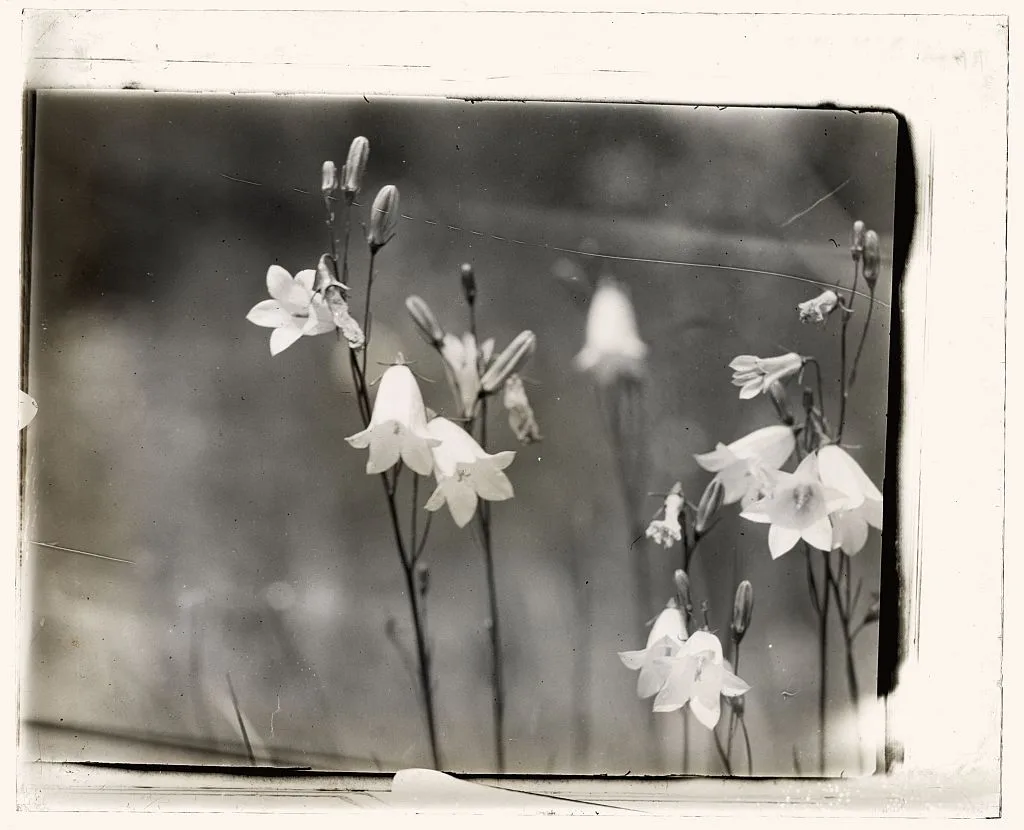 [Bell Flower (campanula)], 1915