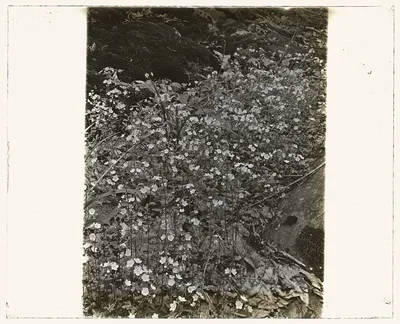 [Wildflowers in bloom], 1915