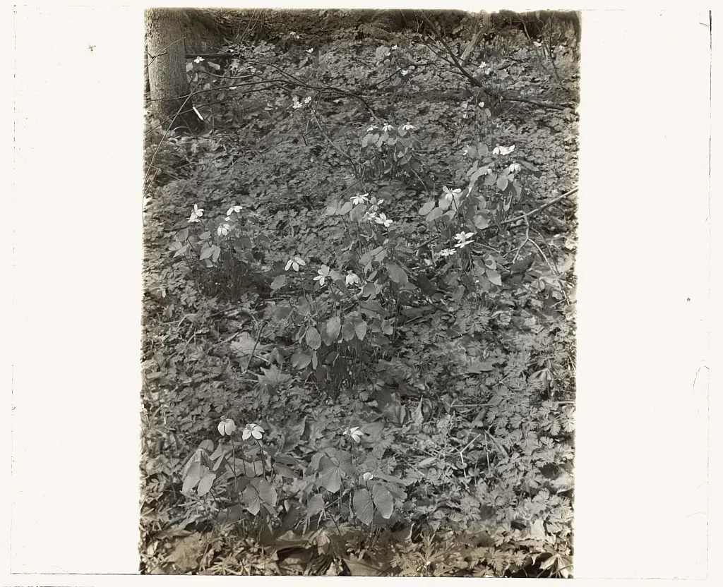 [Wildflowers in bloom], 1915