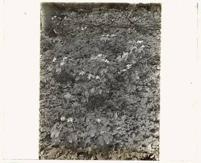 [Wildflowers in bloom], 1915