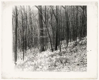 [Unidentified garden or park, possibly "Ronaele Manor," Fitz Eugene…, 1920