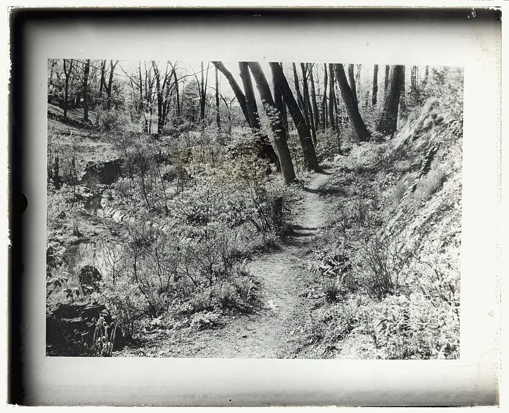 [Unidentified garden or park. Woodland pathway], 1920