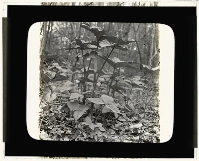 [Pine barrens, near Wilmington, North Carolina. Jack-in-the-pulpit…, 1929