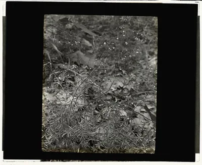 [Baby Breath (gypsophilia)], 1915