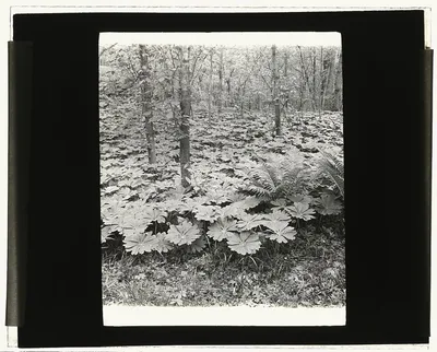 [Mayapple (podophyllum)], 1915