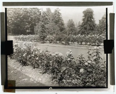 [Street with Caroline Restout roses, Portland, Oregon], Oregon, Portland, 1923
