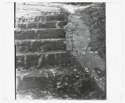 [Unidentified house and garden. Columbine], 1910
