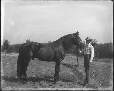 Photograph from 1902: [Horse and groom in a field at Tuskegee Normal…