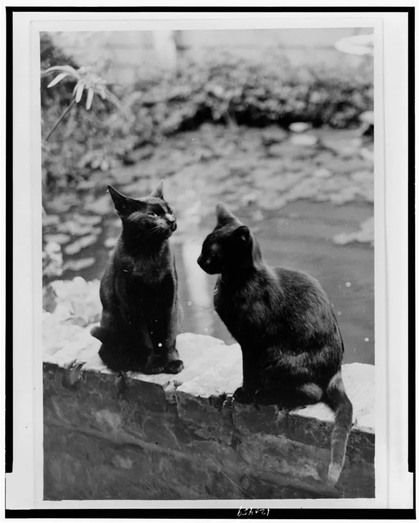 [Frances Benjamin Johnston's cats, Herman and Vermin, seated on brick…, New Orleans, Louisiana, 1945